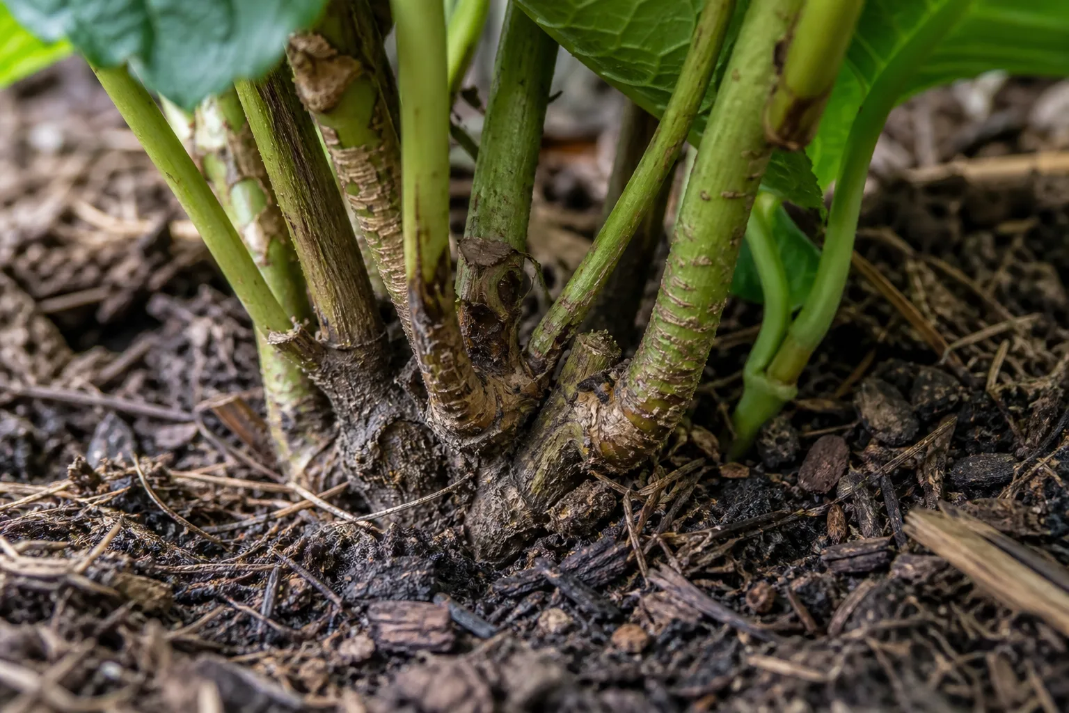 Close view of hydrangea root zone and lower stems in well-drained, compost-rich soil