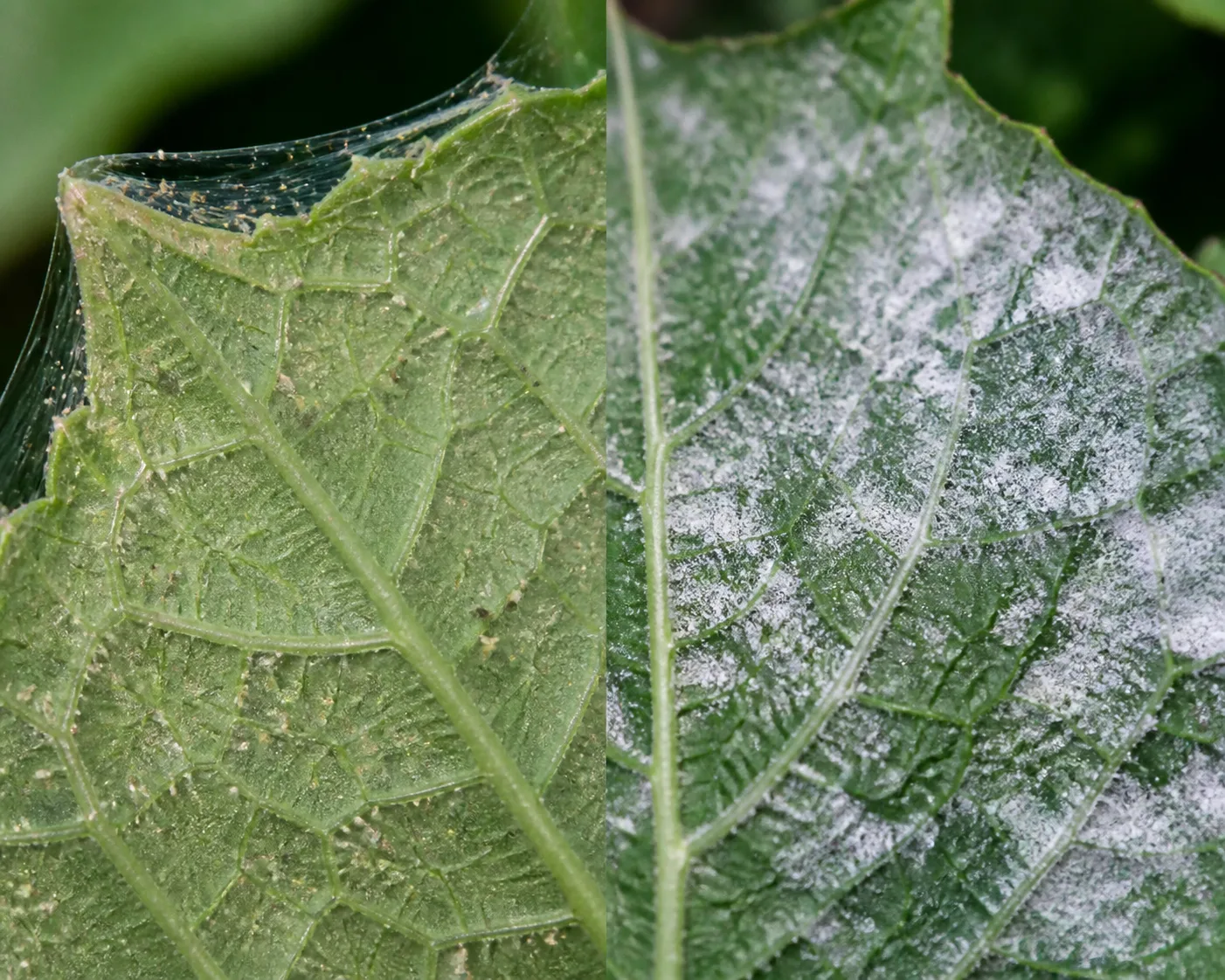Close comparison of fine spider mite webbing and stippling on a hydrangea leaf underside beside a hydrangea leaf coated in chalky white powdery mildew