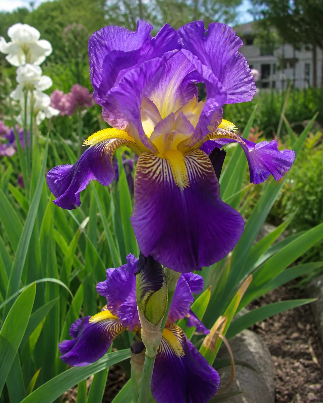 Bearded Iris plant in bloom in a garden setting