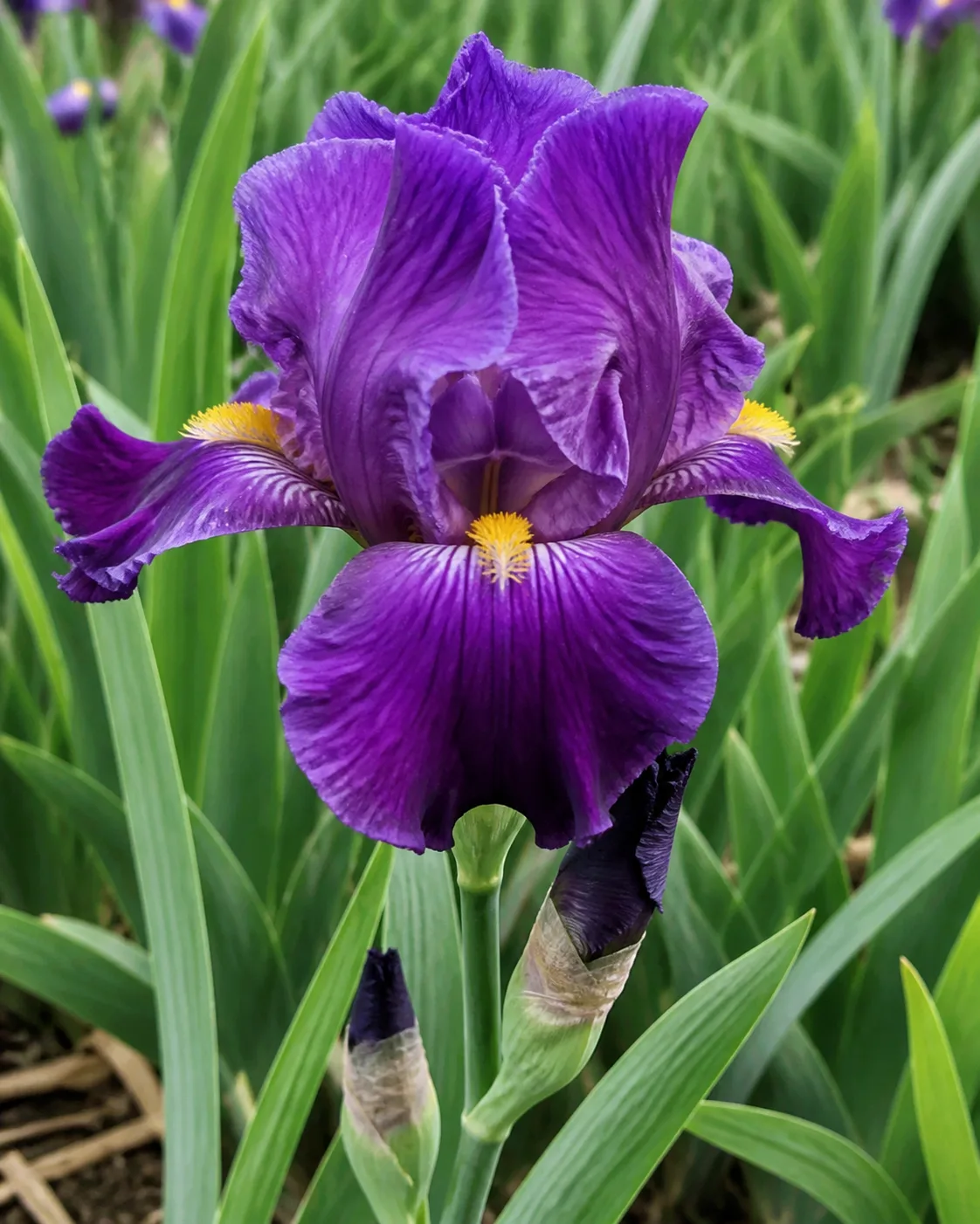 Bearded Iris foliage and flowers showing growth habit for care reference