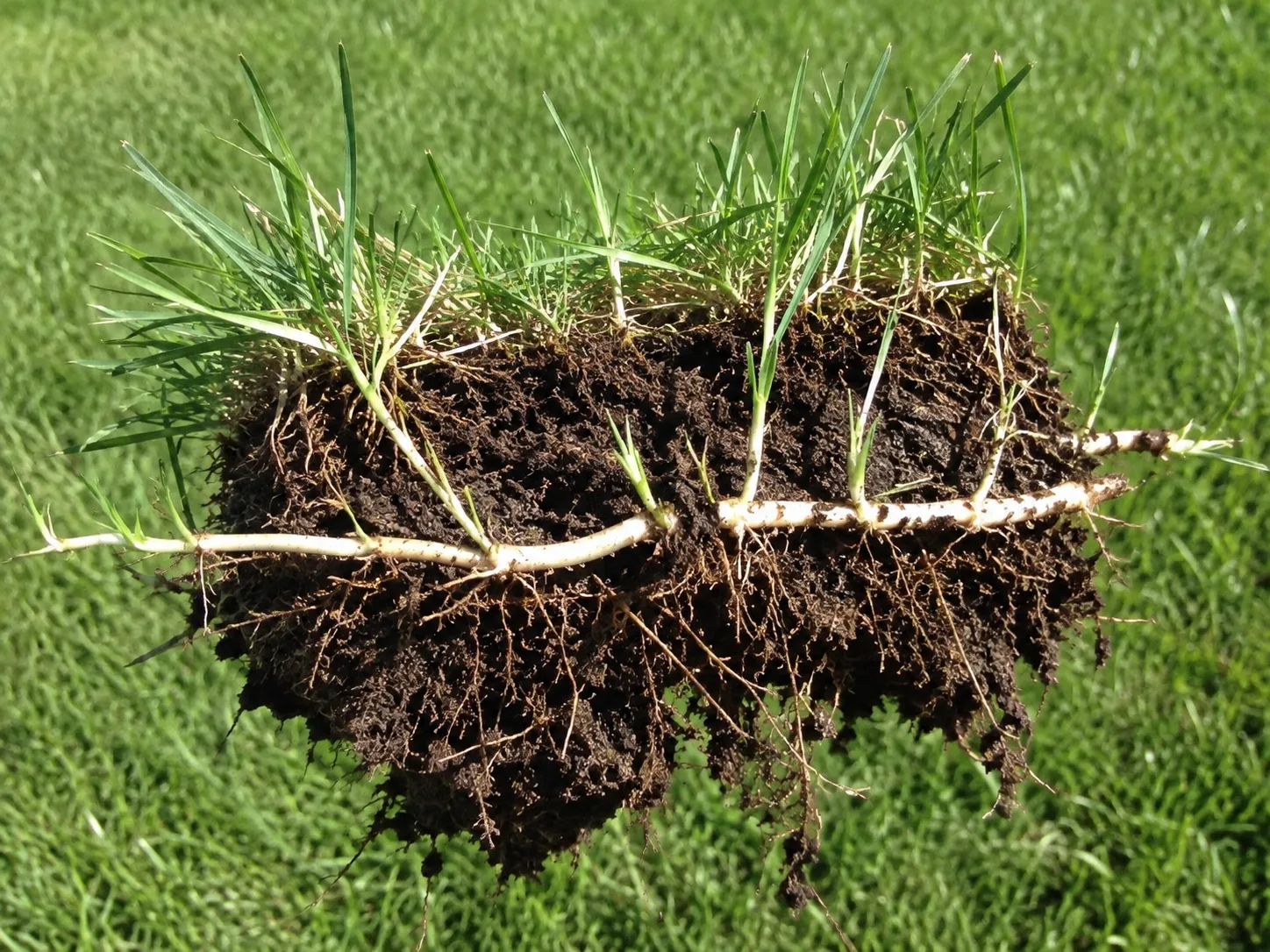Lifted plug of Kentucky bluegrass turf showing pale white horizontal rhizomes running sideways through the soil with new green shoots rising from them
