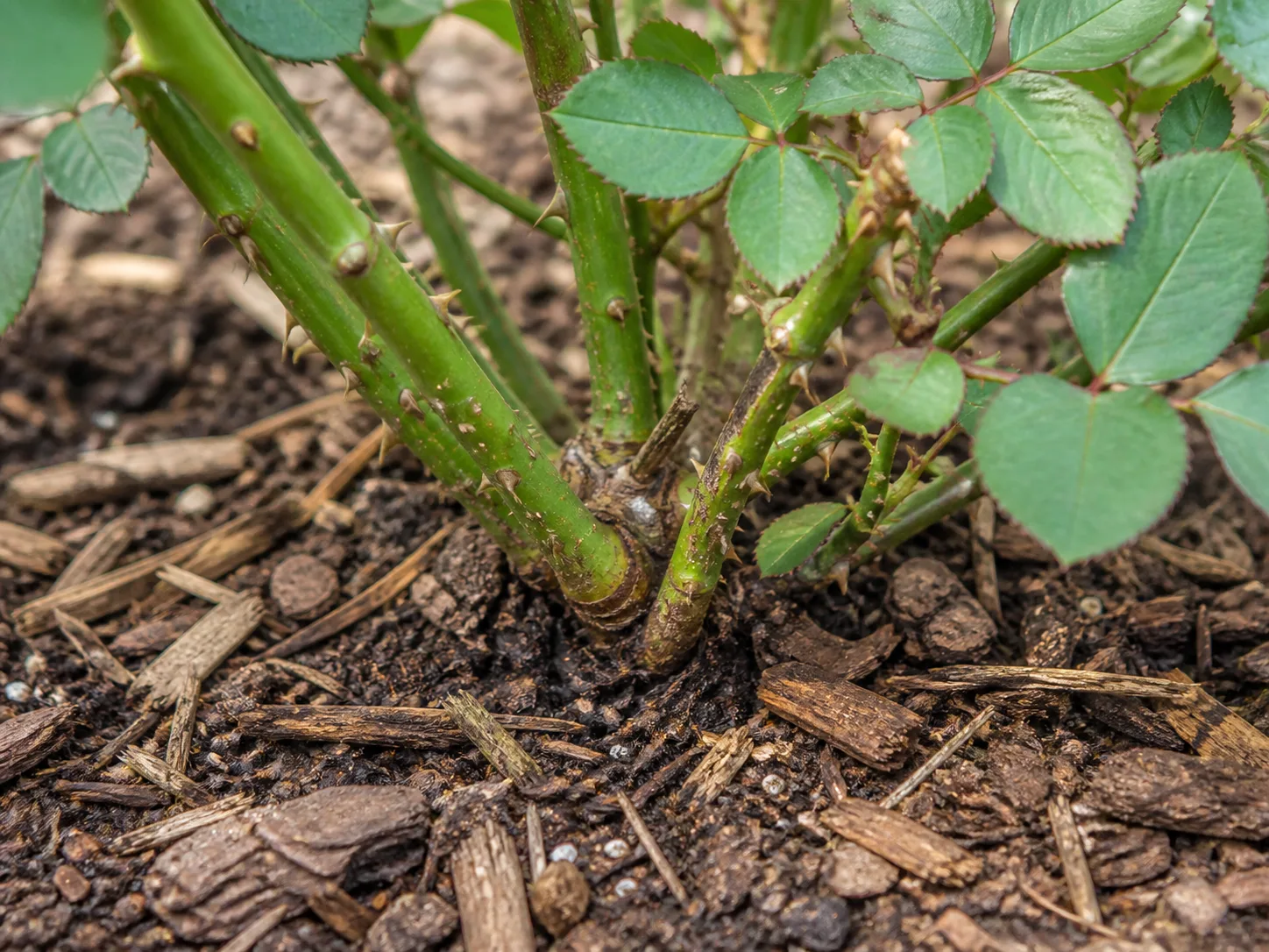 Knock Out Rose foliage and flowers showing growth habit for care reference