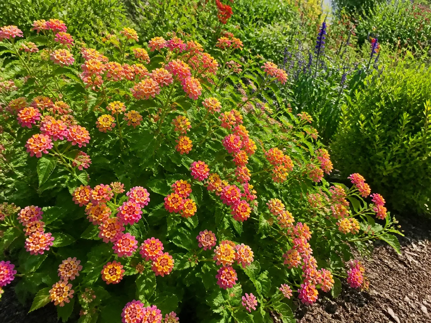 Lantana plant in bloom in a garden setting