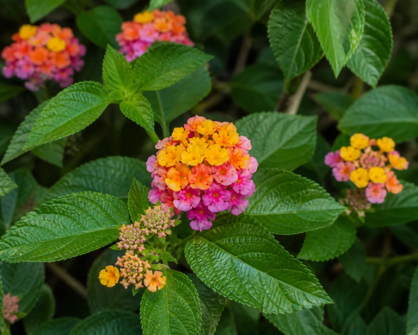 Lantana foliage and flowers showing growth habit for care reference