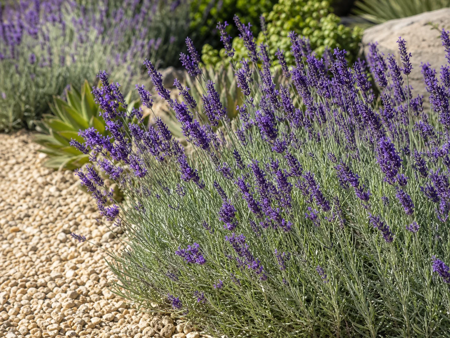 English lavender with purple flower spikes and silvery foliage in a sunny border