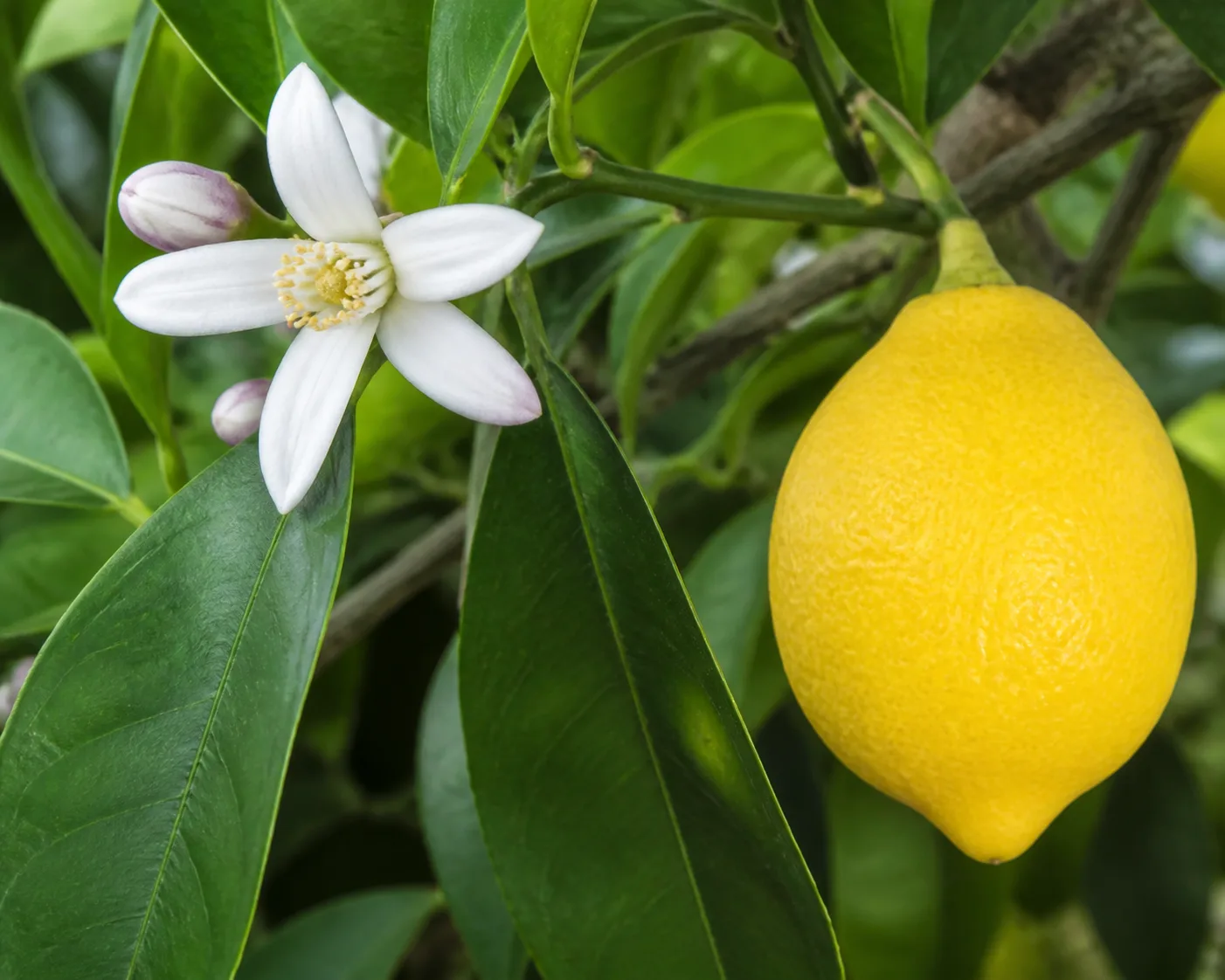 Lemon tree branch detail with citrus leaves and fruit