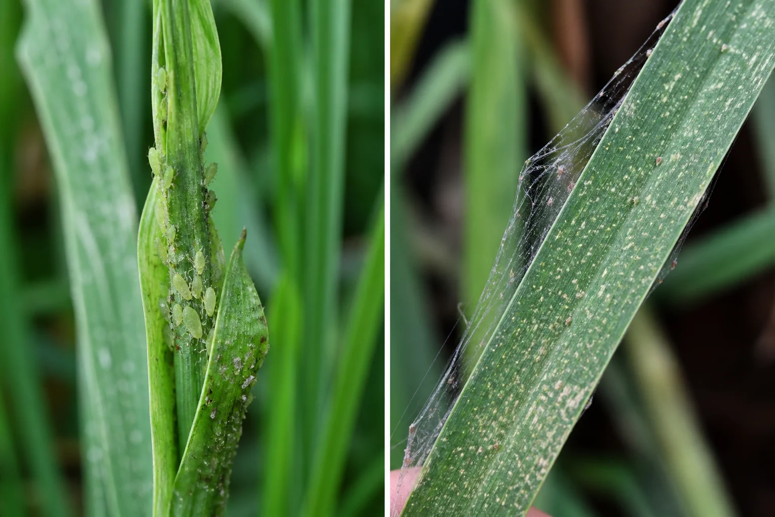 Side-by-side lemongrass blade comparison showing a cluster of green aphids on curled new growth next to a blade with fine spider mite webbing and pale stippling