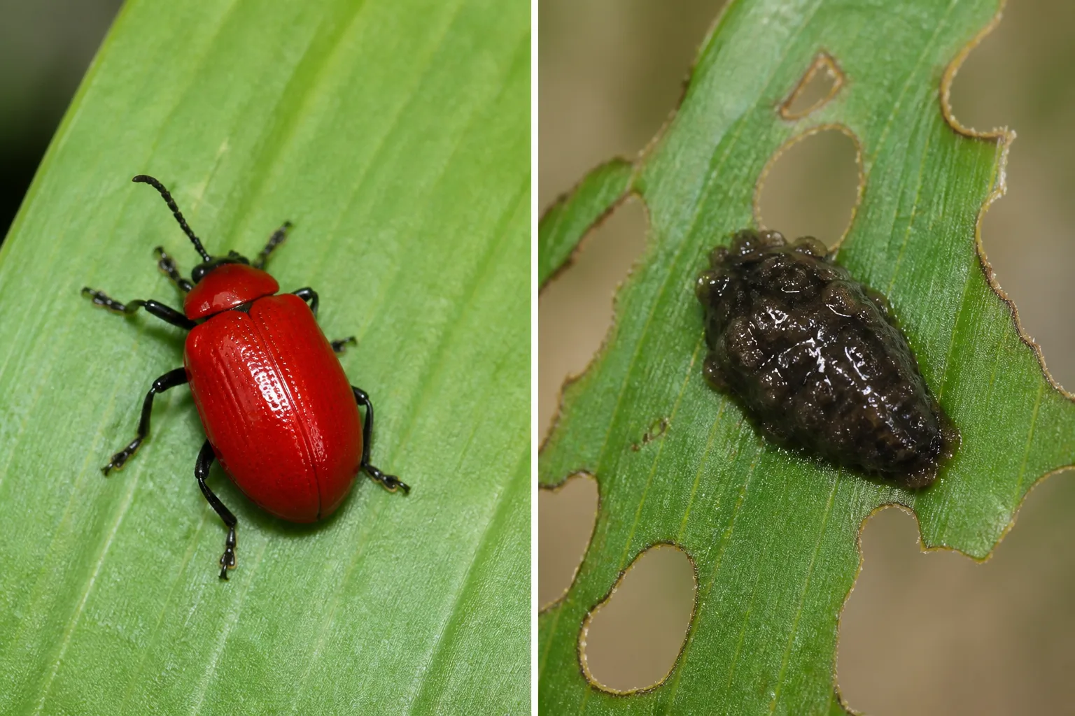 Close comparison of a shiny bright red adult lily leaf beetle beside a lily leaf beetle larva disguised under a dark wet excrement coating