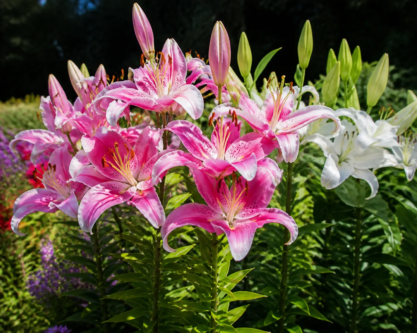 Lily plant in bloom in a garden setting