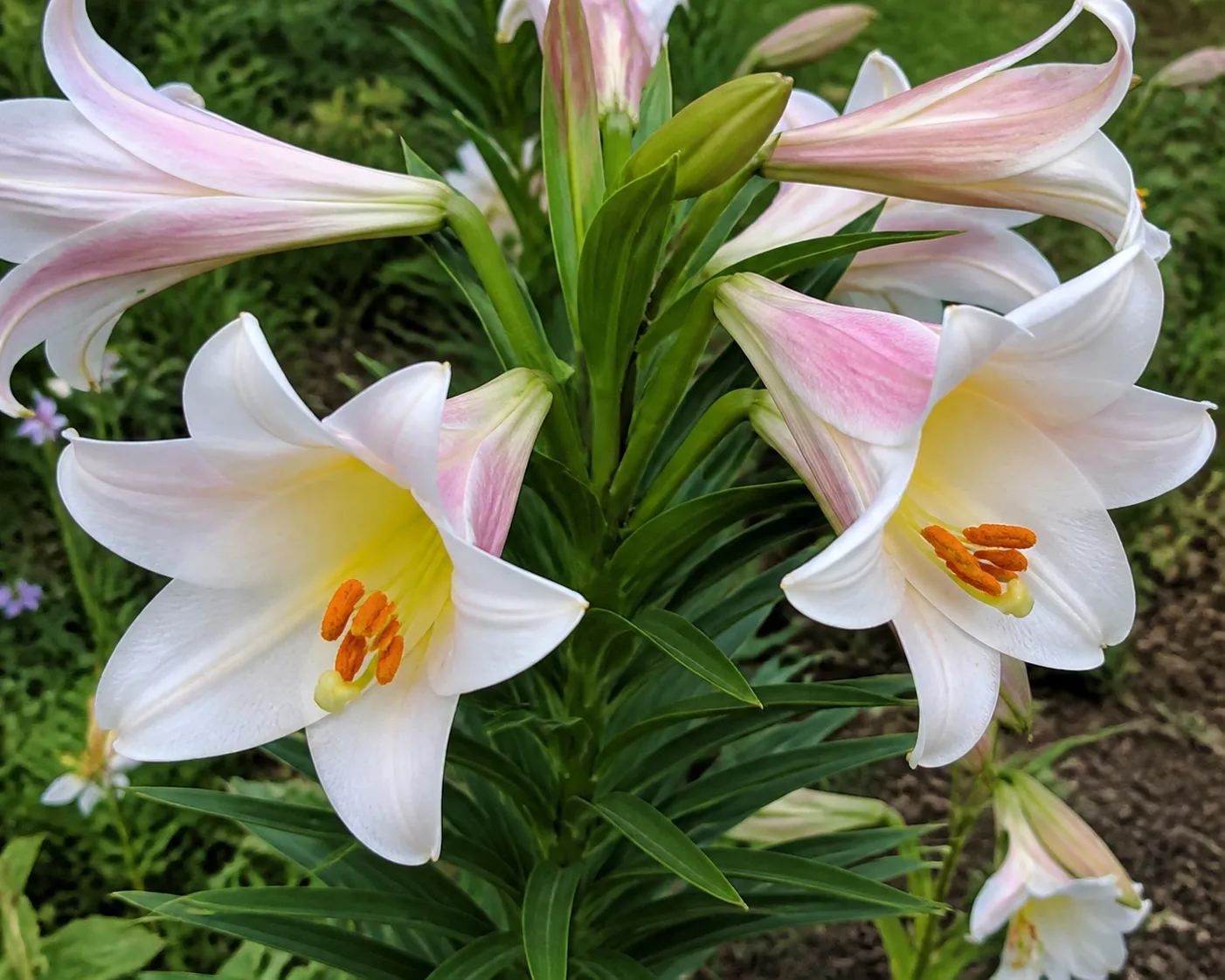 Lily foliage and flowers showing growth habit for care reference