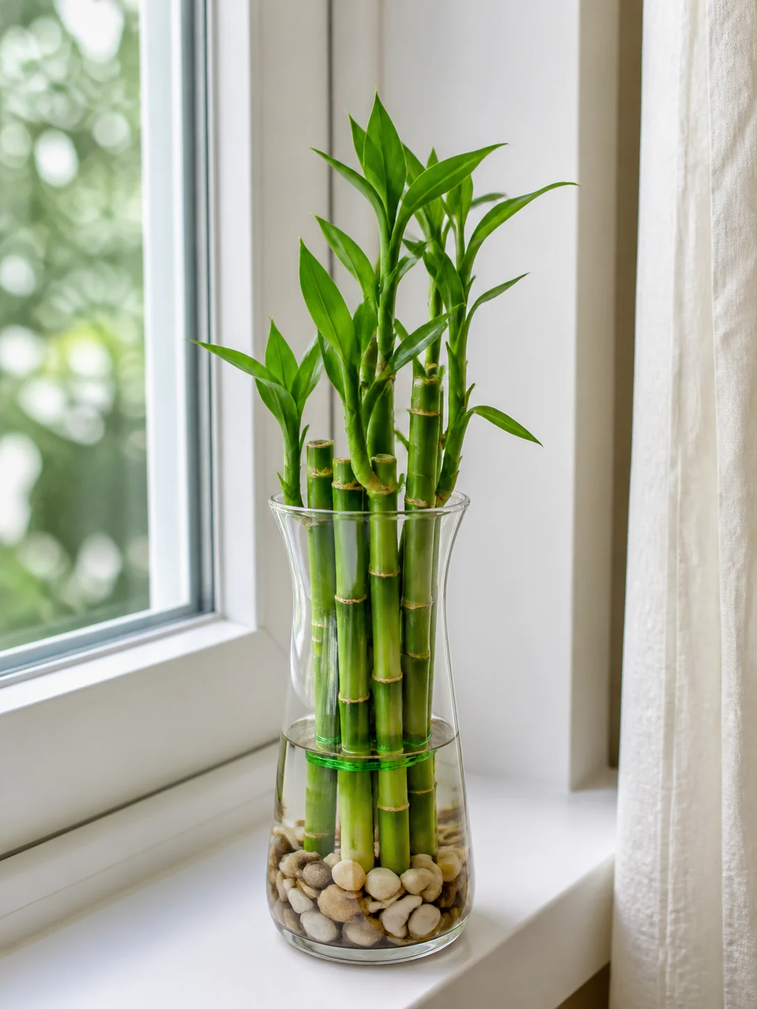 Lucky bamboo stalks arranged in a clear glass vase with pebbles and water on a sunny windowsill