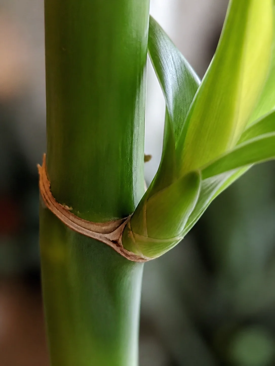 Close view of a lucky bamboo segmented stalk with a leaf tuft at the joint