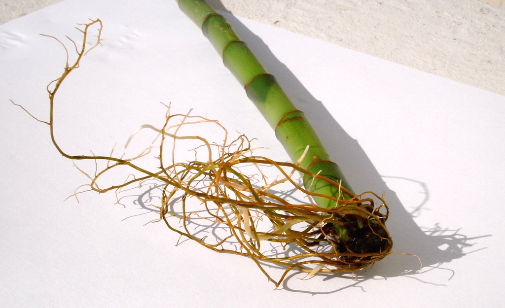 Roots emerging around the lower portion of a green Dracaena sanderiana cane