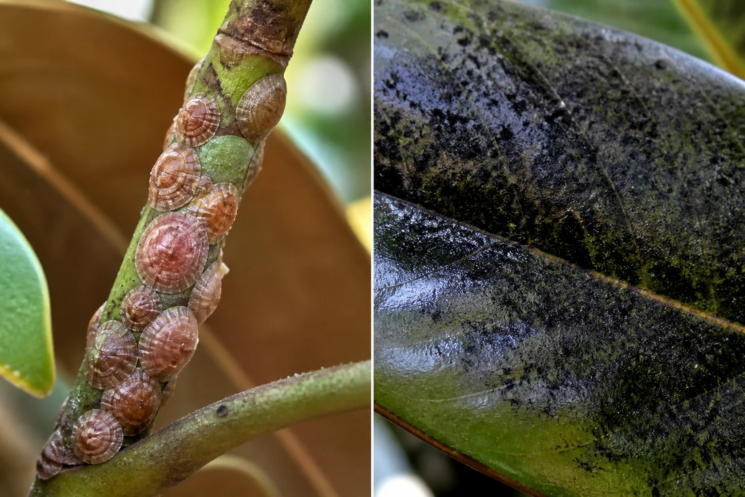 Close comparison of large waxy brownish-pink magnolia scale bumps on a twig beside black sooty mold film coating a magnolia leaf