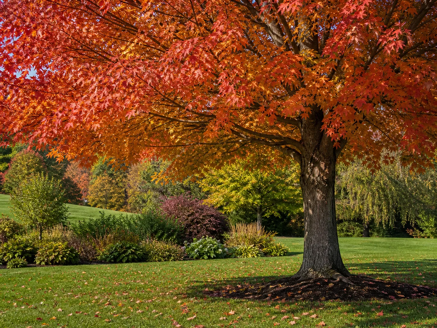 Mature broad-canopy maple with balanced branches and autumn leaves standing clear of a two-story house
