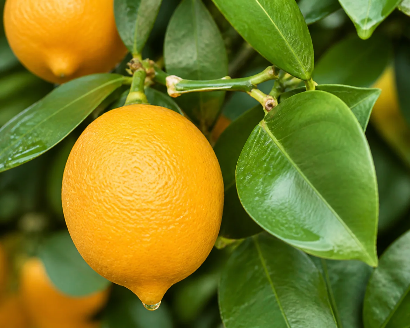 Close view of ripe Meyer lemons and glossy green leaves on the branch