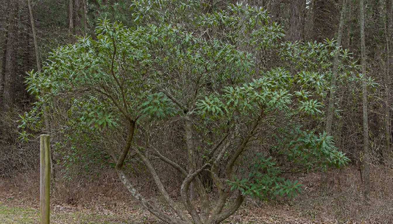 A large mature mountain laurel at a woodland edge out of bloom, its evergreen foliage carried on gnarled twisting stems in an open irregular shape, a fence post beside it for scale