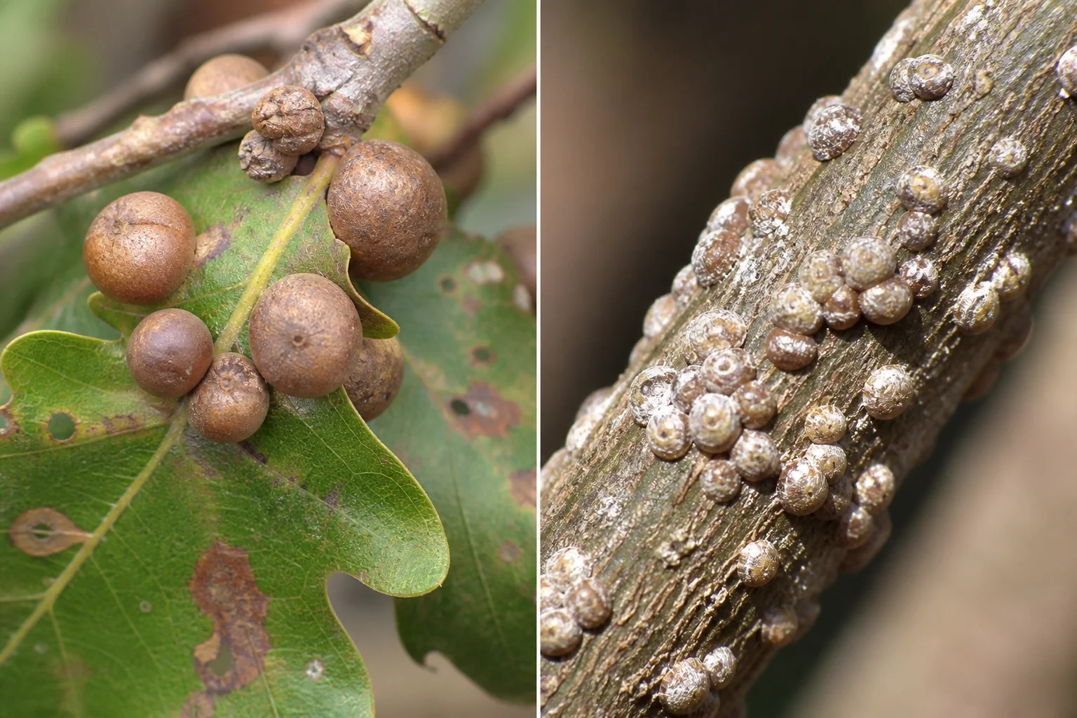 Comparison of round brown oak gall growths versus small tan scale insects on oak twigs