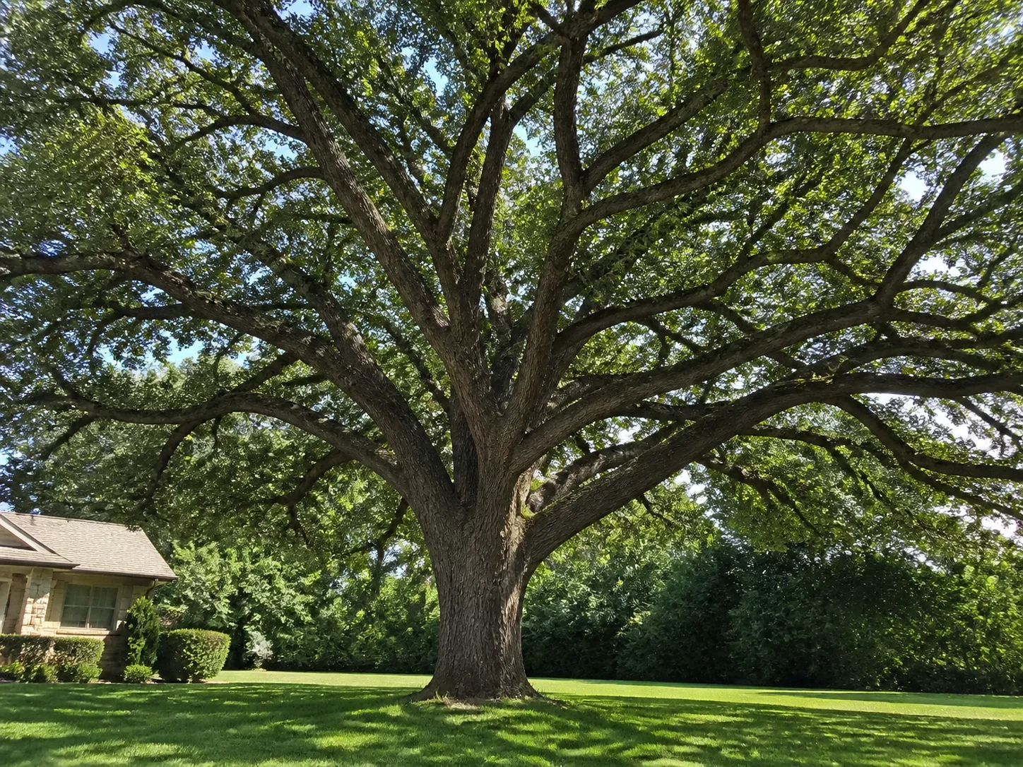 Mature oak tree with a broad spreading crown in a home yard