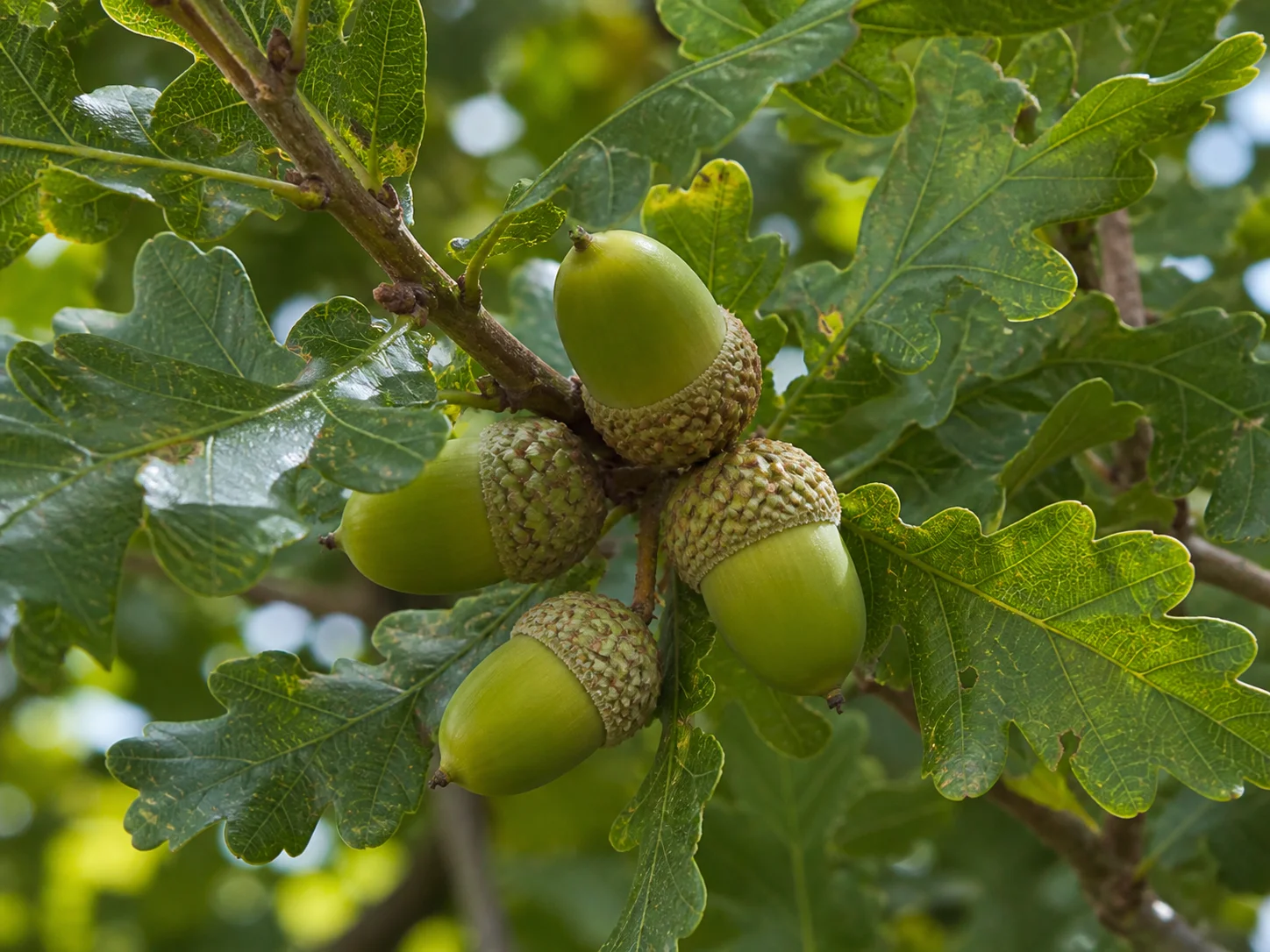 Close view of oak leaves and acorns on a branch