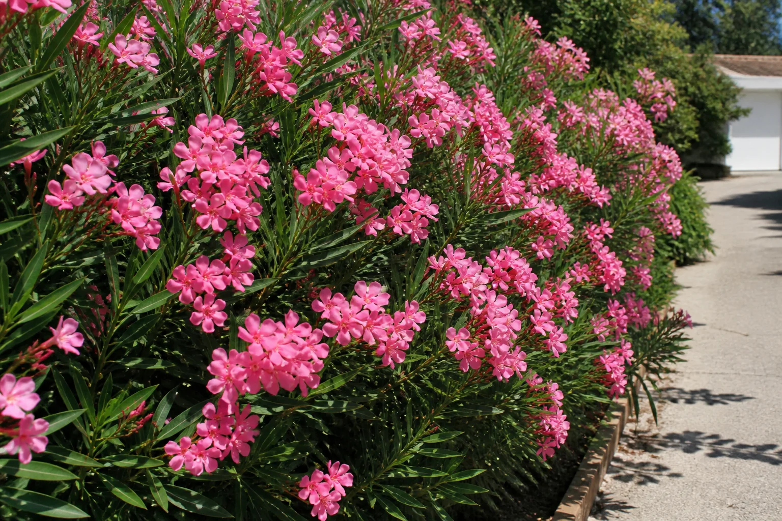 Oleander shrub with narrow evergreen leaves and pink flowers in full sun