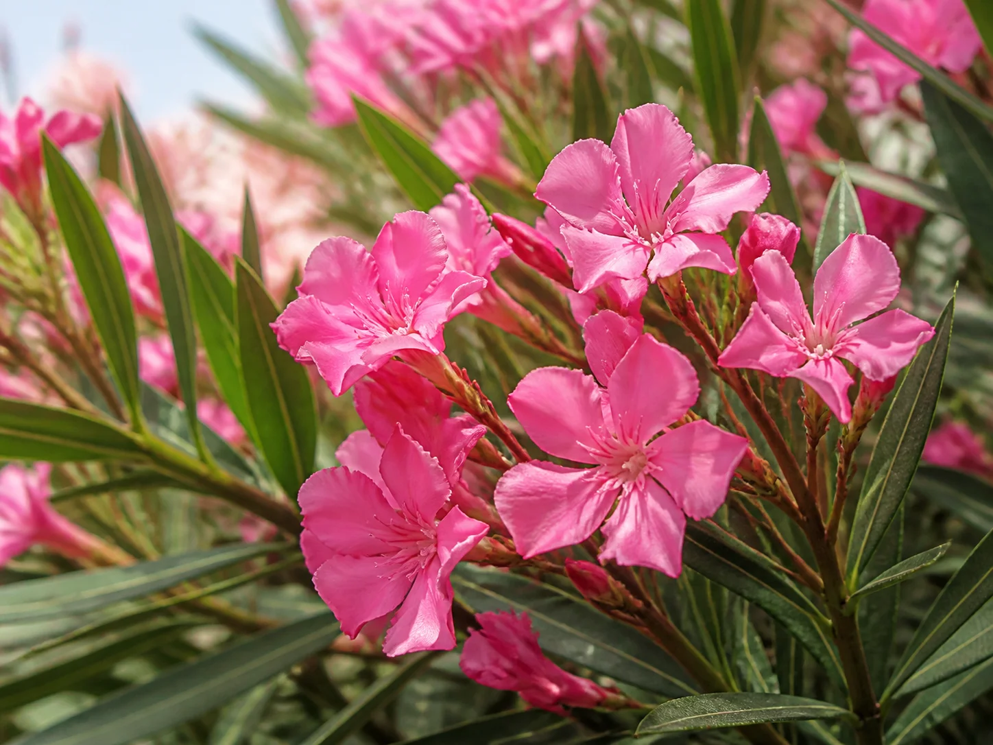 Oleander flower clusters and long lance-shaped leaves on a hot sunny hedge