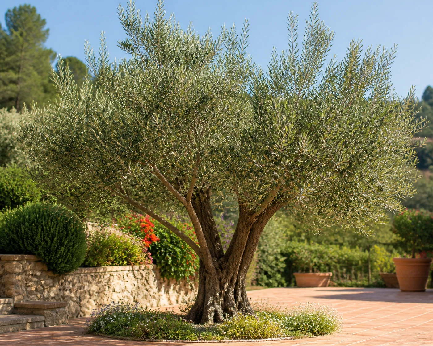 Olive Tree plant