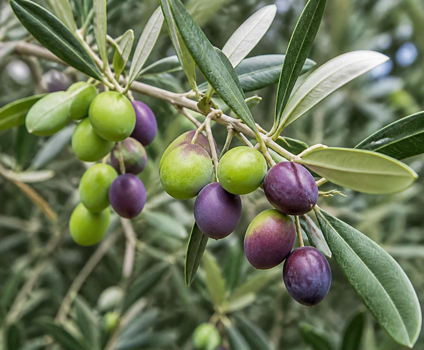 Olive branch detail showing narrow leaves and fruiting wood