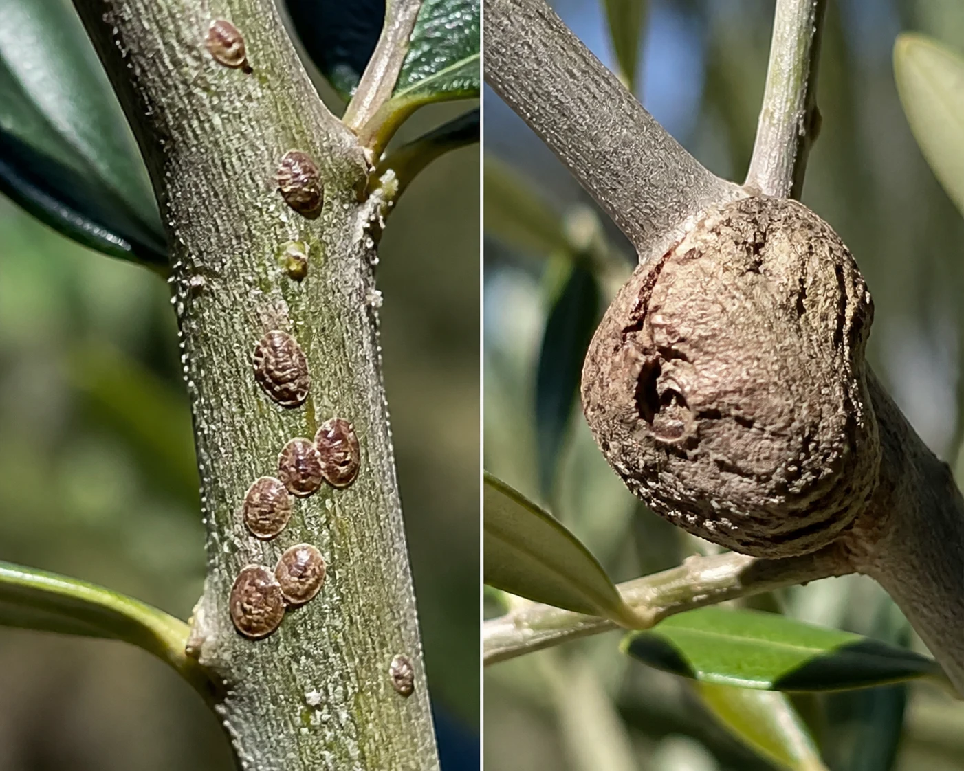Close comparison of small brown scale insect bumps on a stem beside a hard, woody olive knot gall on an olive branch