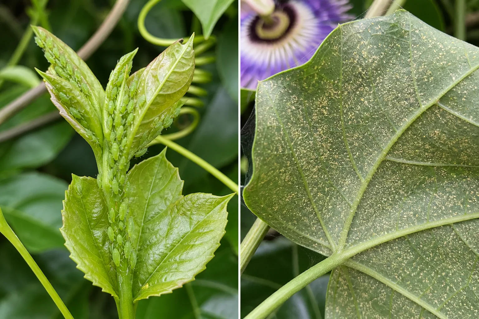 Side-by-side comparison of passion fruit vine leaves showing small green aphid insects clustered on a tender new shoot tip on the left versus fine dusty stippling and faint webbing from spider mites on a leaf underside on the right