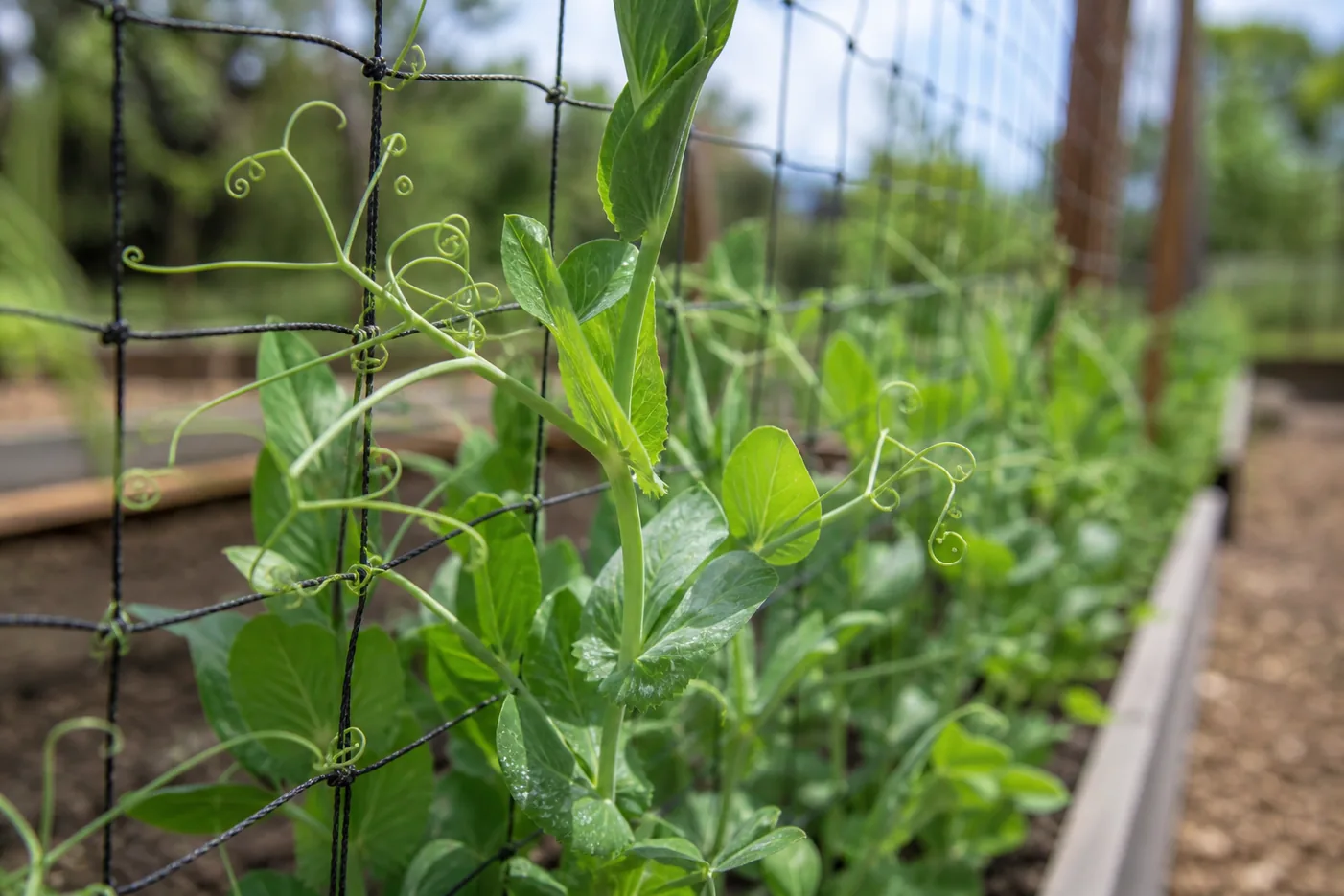 Young pea plants climbing netting with curling tendrils gripping the mesh and others reaching into open air toward it
