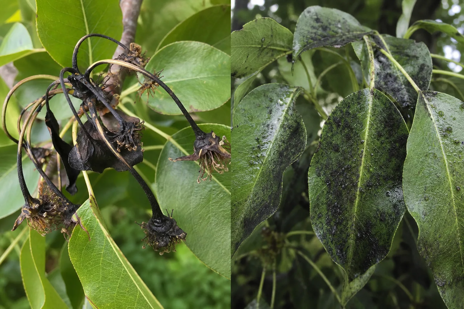 Side-by-side comparison of a pear branch tip blackened by fire blight curled into a shepherd's crook shape beside pear leaves covered in sticky honeydew and black sooty mold from pear psylla