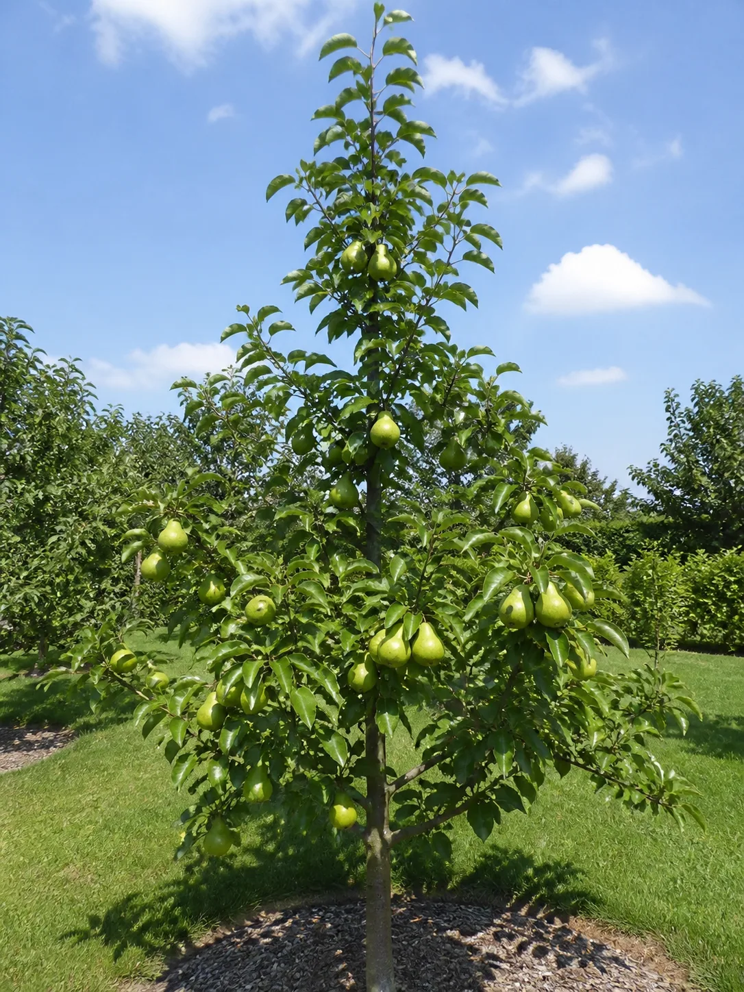 Upright pear tree carrying green fruit in a sunny home orchard