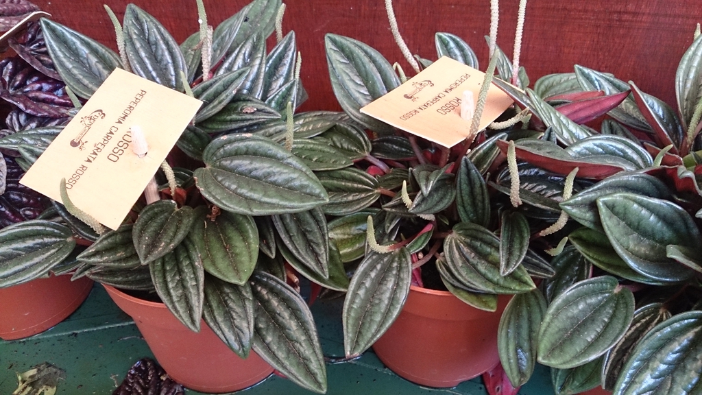 Slender cream flower spikes rise among pointed, ridged leaves on labeled Rosso peperomias