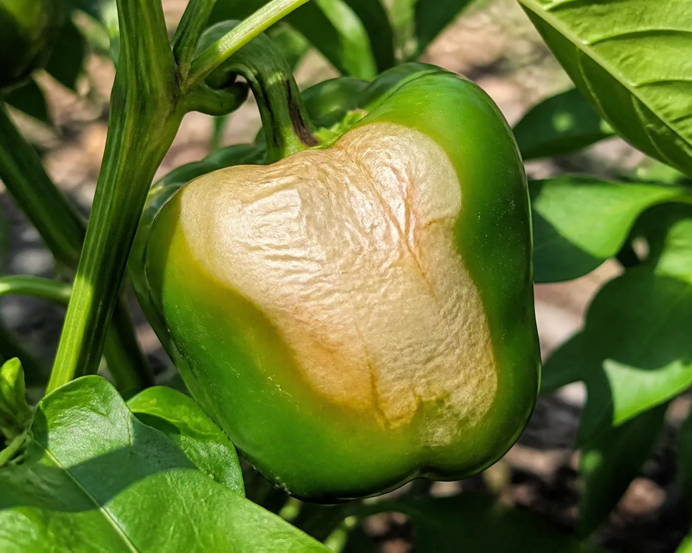 A pepper on the plant with a pale bleached papery patch on the sun-facing shoulder while the rest of the fruit stays glossy and green
