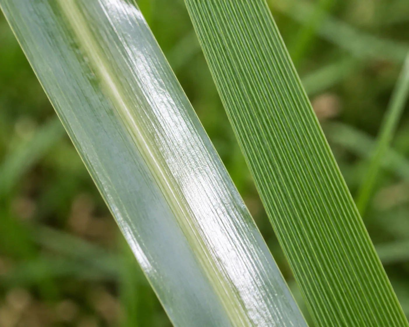 Macro view of two perennial ryegrass blades, the left turned to show its glossy reflective underside and pale raised midrib, the right showing the dull ridged upper surface
