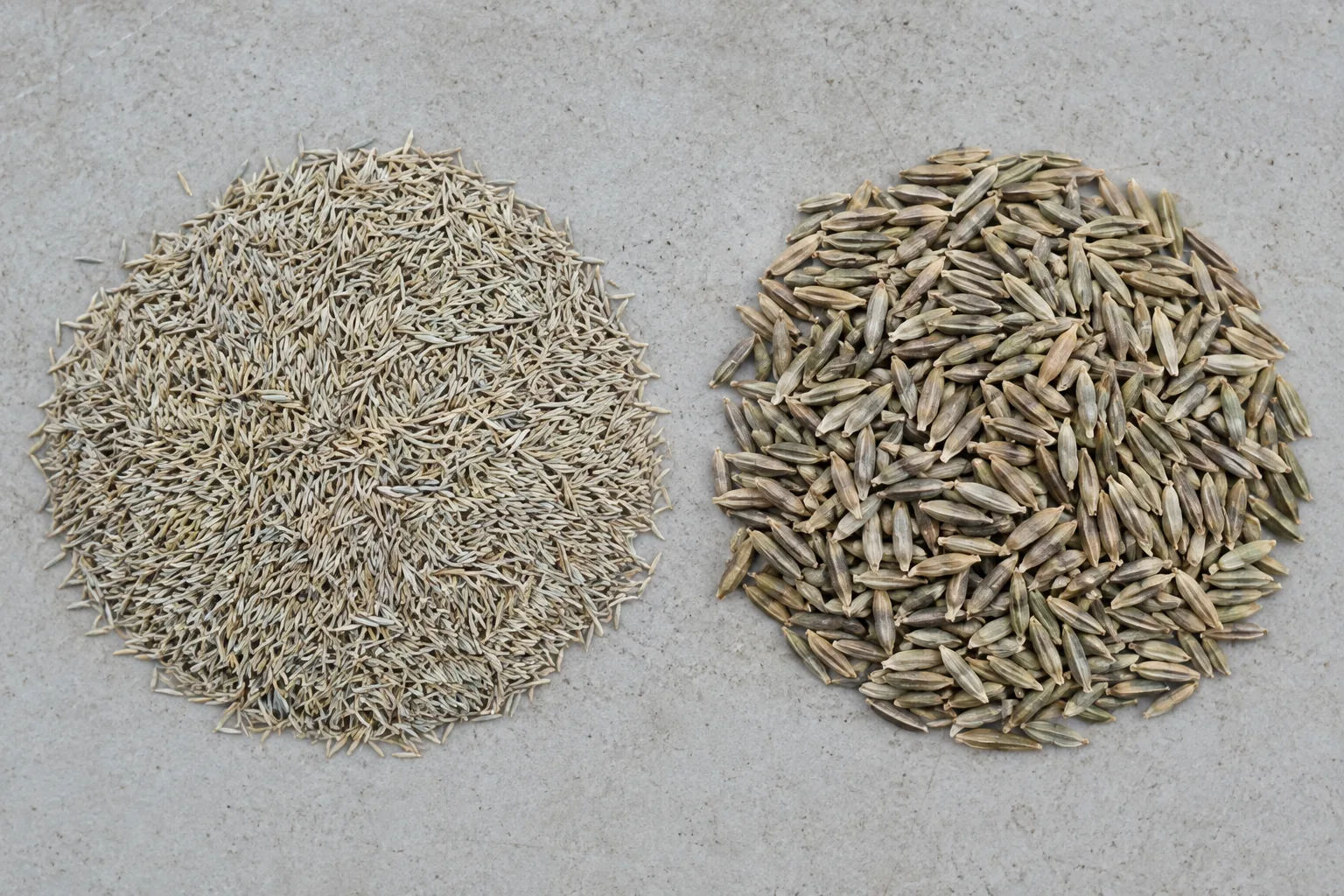 Overhead view of two equal-sized piles of grass seed, the left Kentucky bluegrass made of very many tiny slender seeds, the right perennial ryegrass made of far fewer but much larger plumper seeds