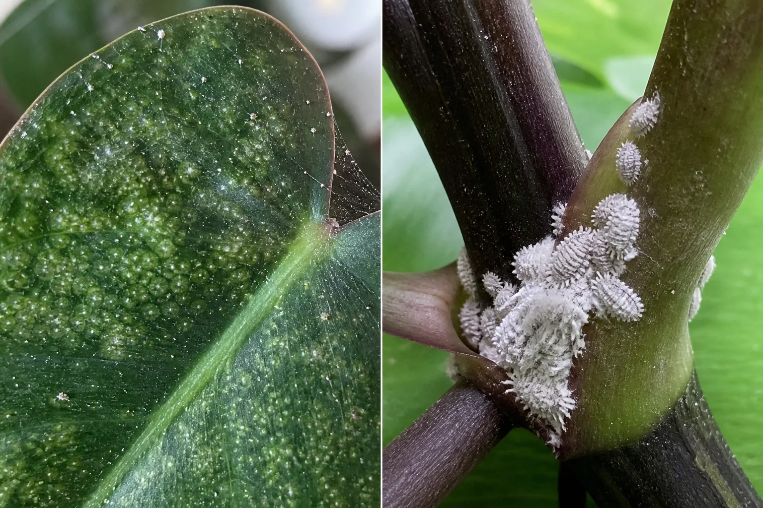 Side-by-side comparison of fine spider mite webbing and speckling on a philodendron leaf next to white cottony mealybug clusters at a stem petiole joint