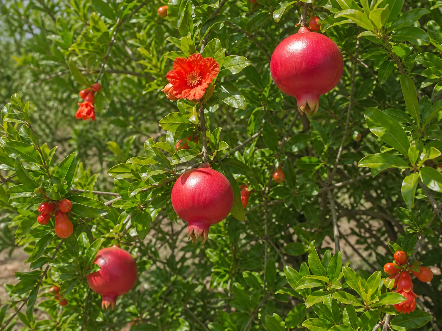 Pomegranate shrub with red fruit in a warm garden