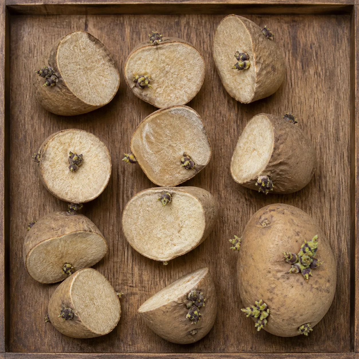 Cut seed potato pieces on a tray, each showing a sprouting eye and a dried corky cut face, beside one whole sprouting tuber