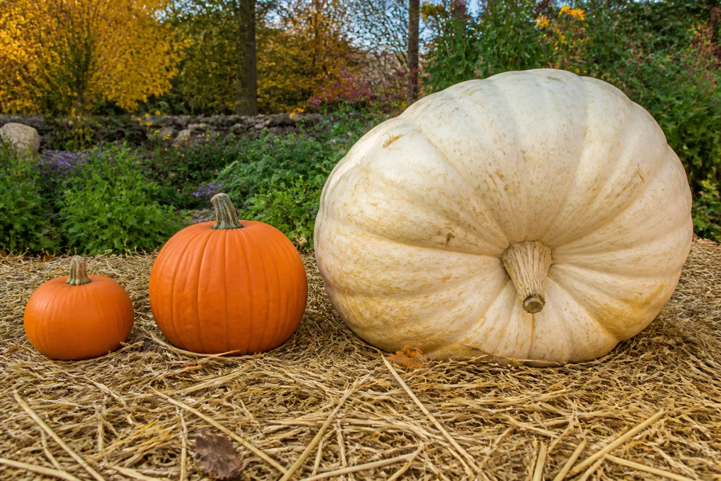 A small dense pie pumpkin, a medium ribbed carving pumpkin and one very large pale giant pumpkin side by side on straw