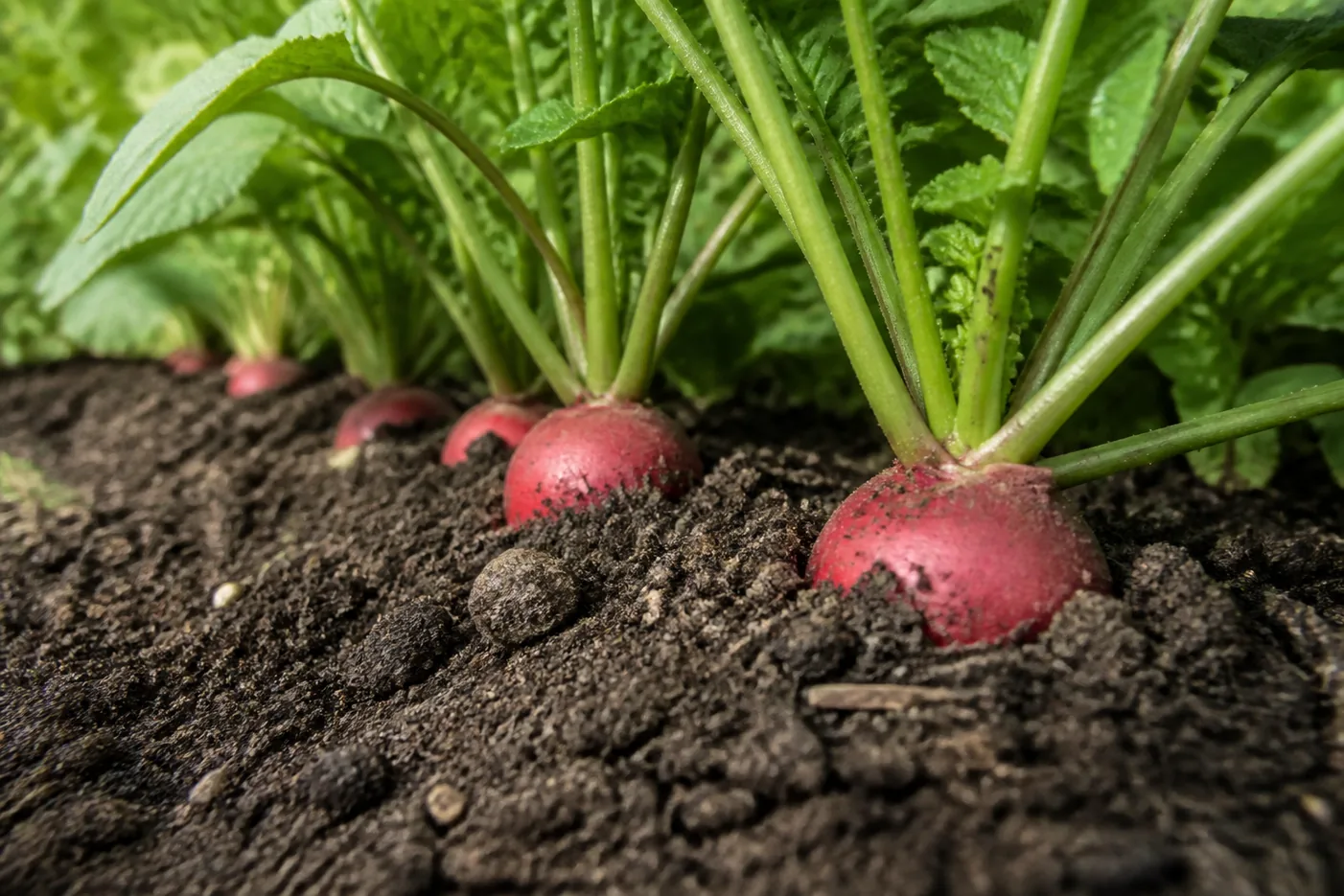 A row of radishes in dark soil with red shoulders visibly swelling above the soil surface between low green leaf rosettes