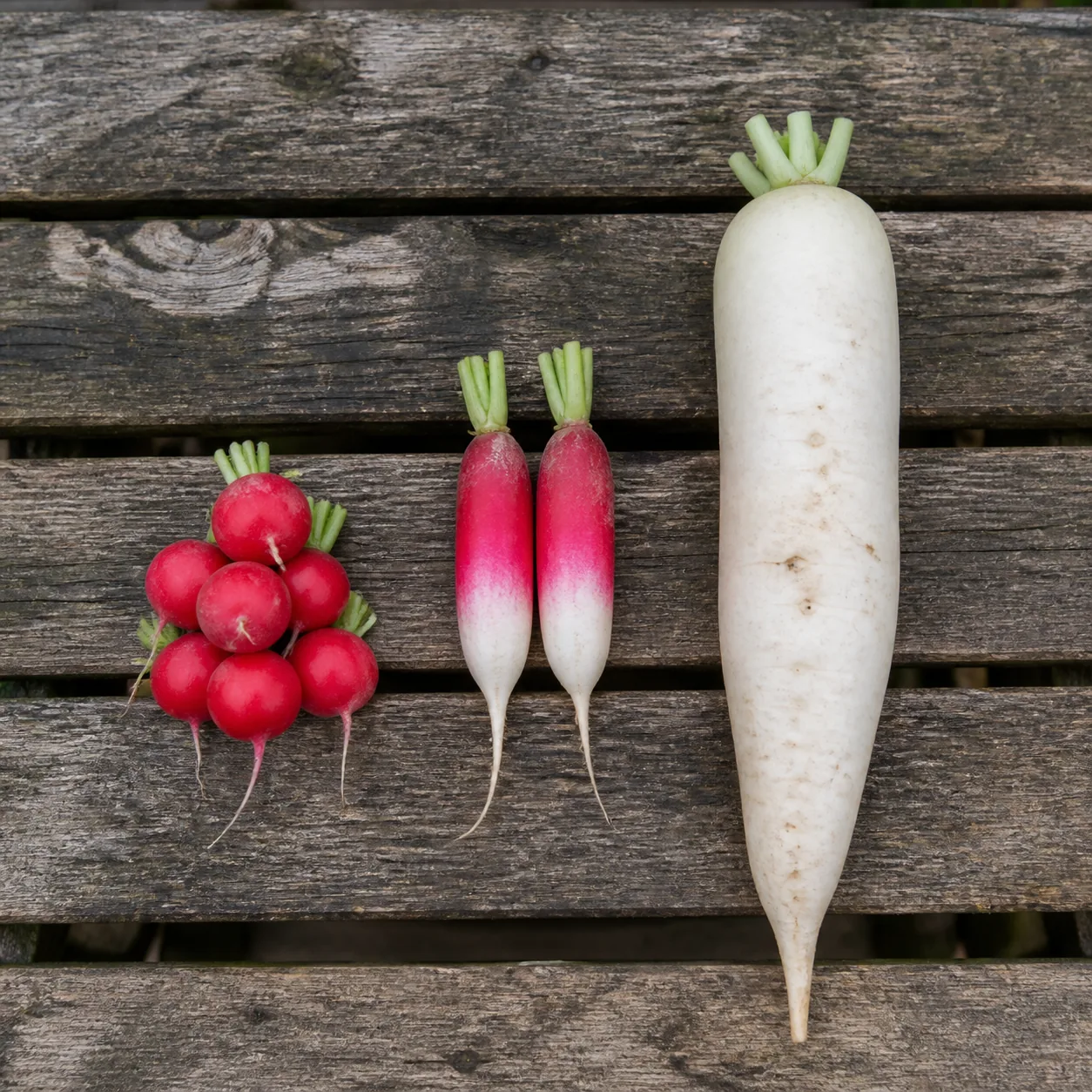 Three radish types laid side by side on a wooden bench, small round red spring radishes, elongated red and white French breakfast radishes, and one long white daikon