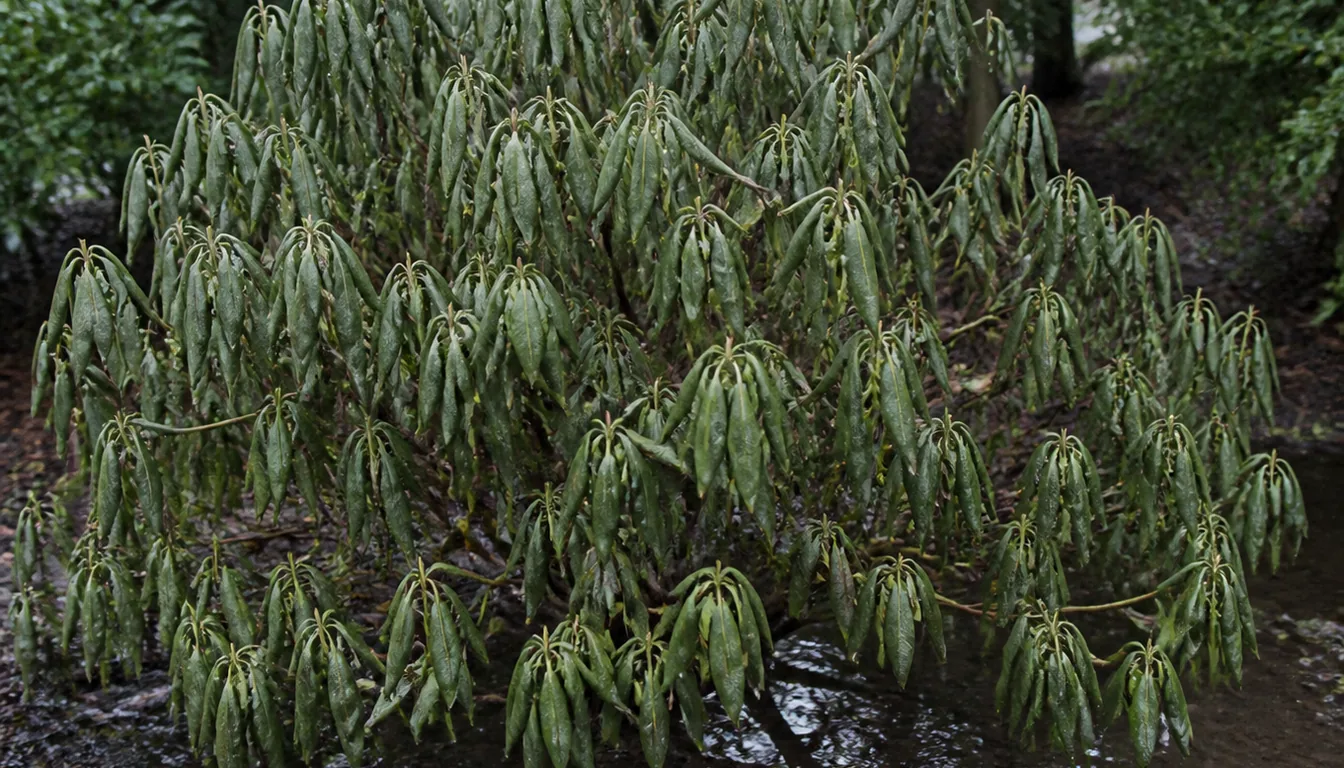 A whole rhododendron with every leaf drooping and curled downward at once, standing in a waterlogged bed with pooled water