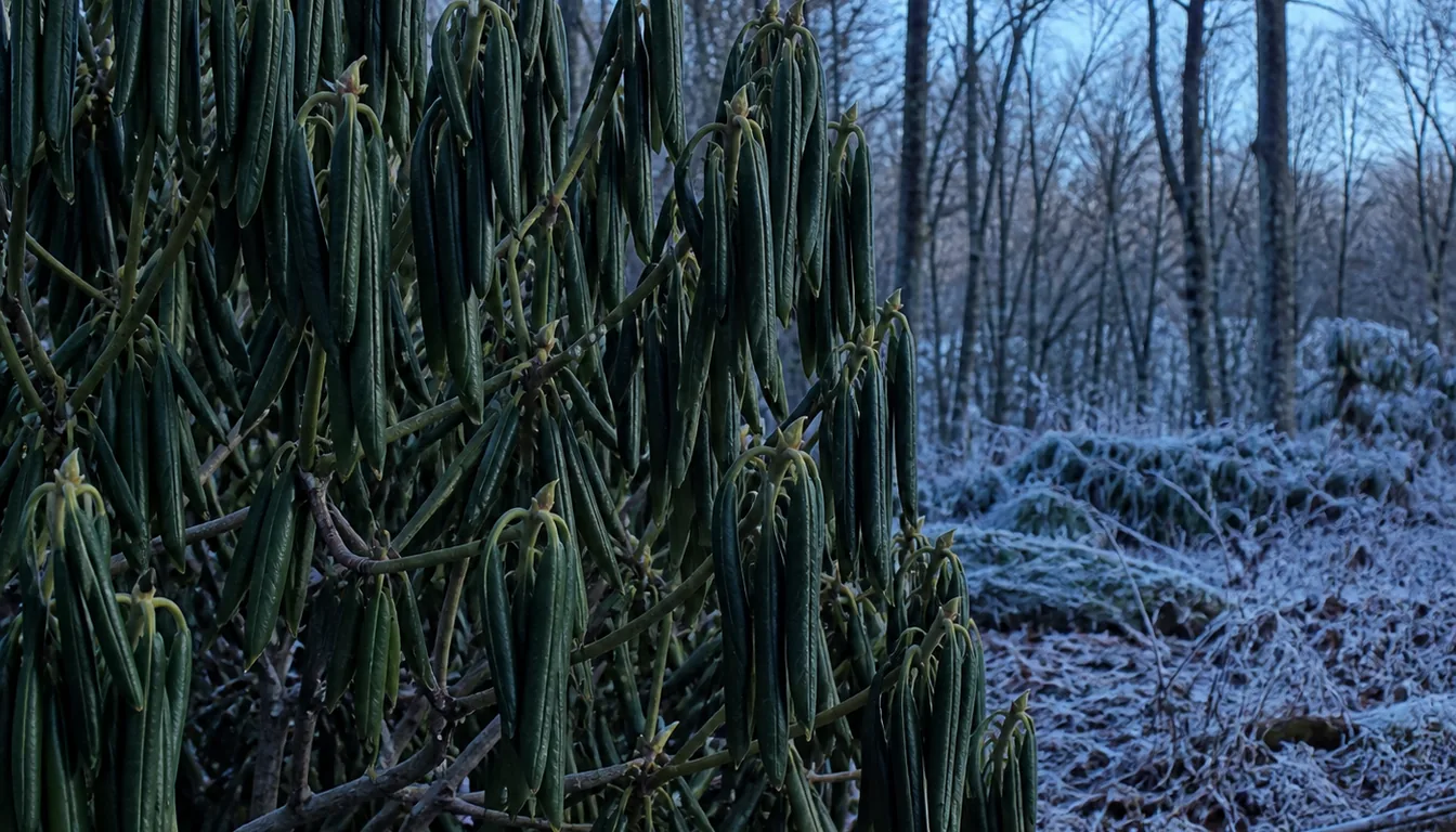 A rhododendron in hard frost with its broad evergreen leaves curled into narrow downward-hanging tubes