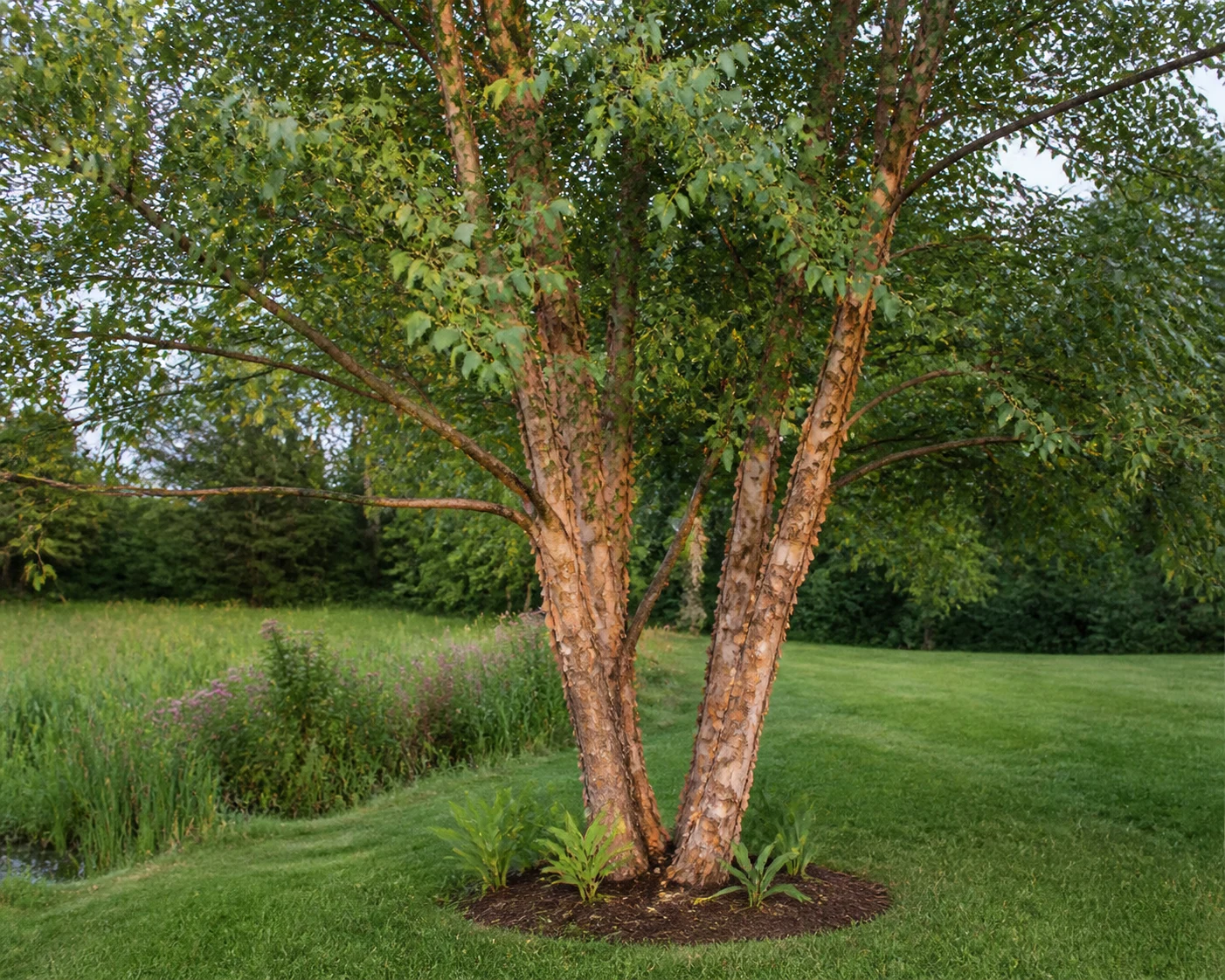 Multi-trunk River Birch tree with peeling salmon-brown bark growing in a lawn near a rain garden