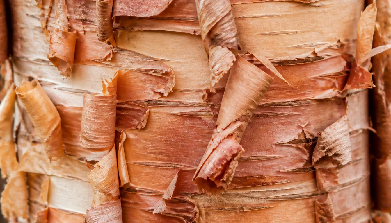 River birch bark lifting away in curling sheets of salmon, cinnamon and cream over paler wood beneath