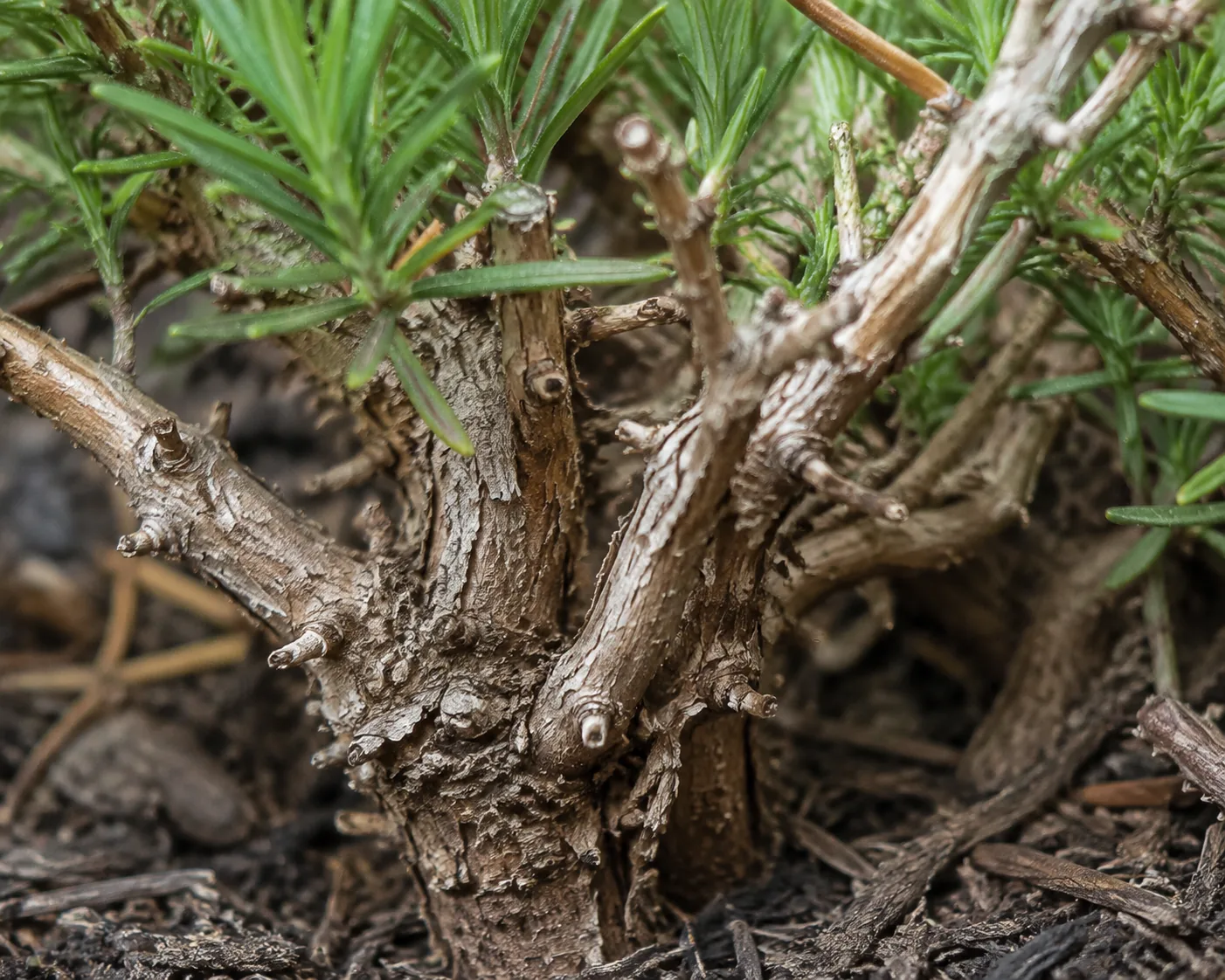 Rosemary plant showing flexible leafy green shoots above a dense base of thick brown woody stems