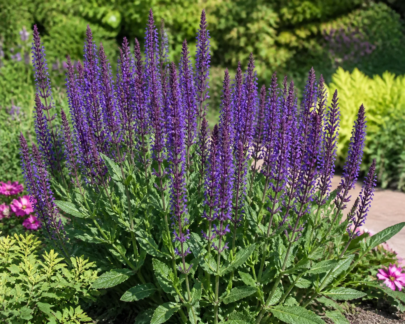 Salvia plant in bloom in a garden setting