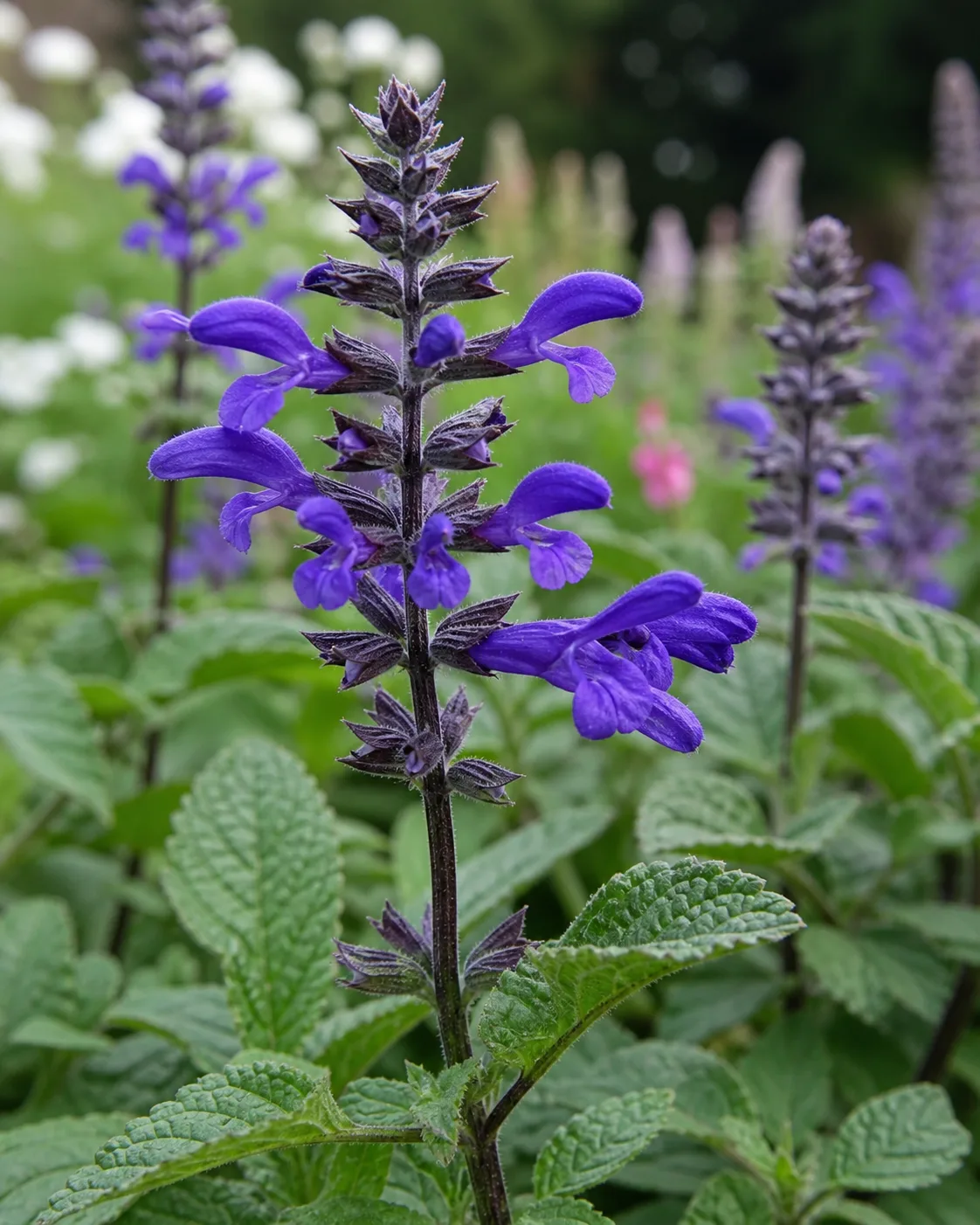 Salvia foliage and flowers showing growth habit for care reference